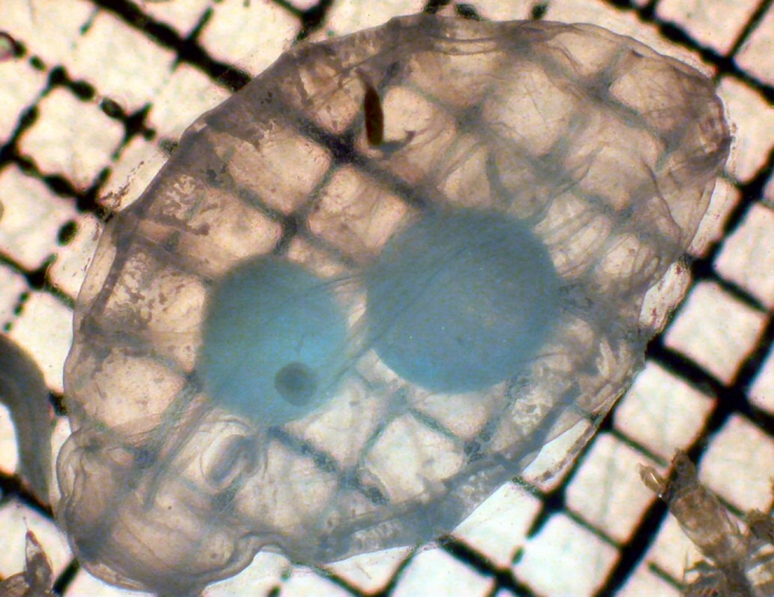 Cyclosalpa Cyclosalpa