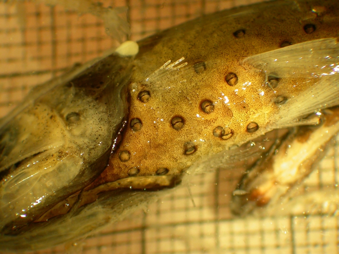Diaphus theta Diaphus theta