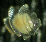 Echinospira larva