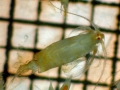 Epilabidocera longipedata