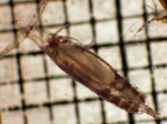 Copepoda