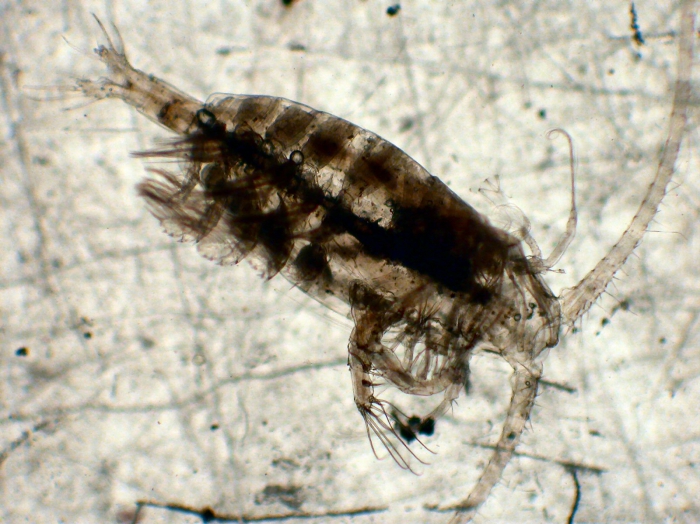 Euaugaptilus nodifrons