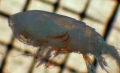 Crustacea (crustaceans)