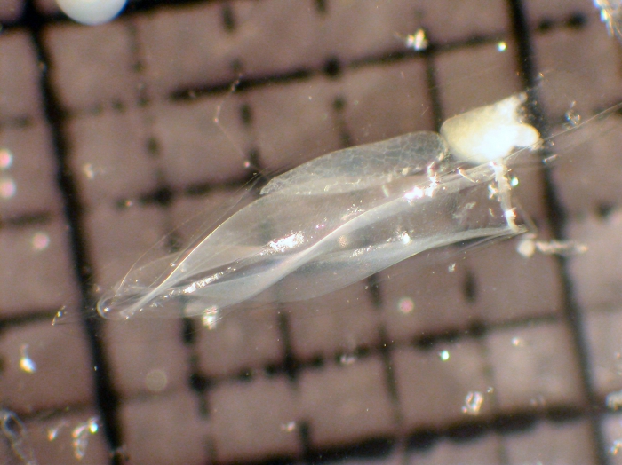 Eudoxoides spiralis Eudoxoides spiralis