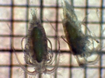 Heteroptilus acutilobus