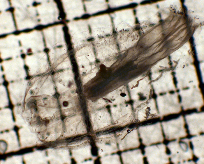 Hormiphora Hormiphora