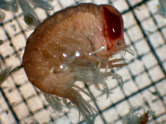 Hyperia medusarum