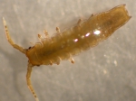 Isopoda