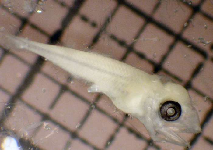 Lampanyctus ritteri Lampanyctus ritteri