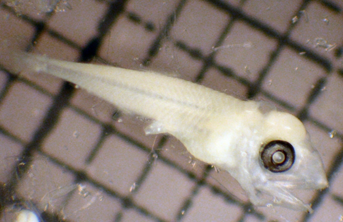 Lampanyctus ritteri Lampanyctus ritteri