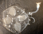 Hydrozoa (hydroids)