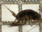 Copepoda