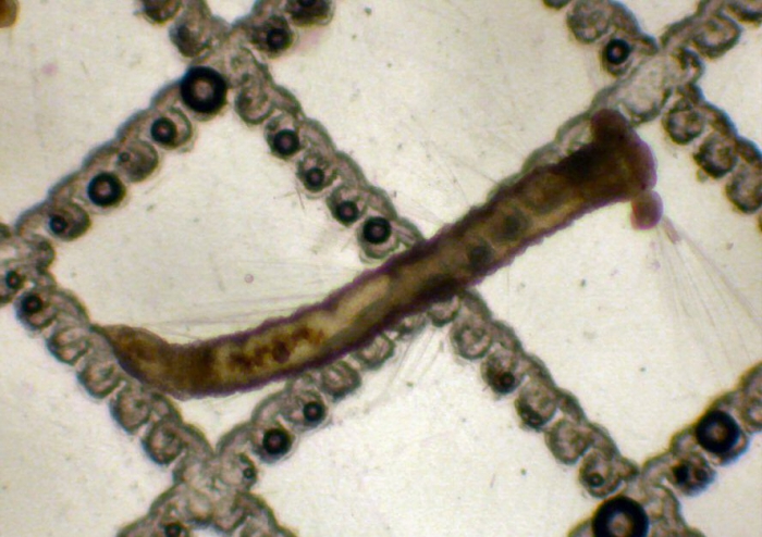 Magelonidae