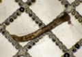 Polychaeta (bristle worms)