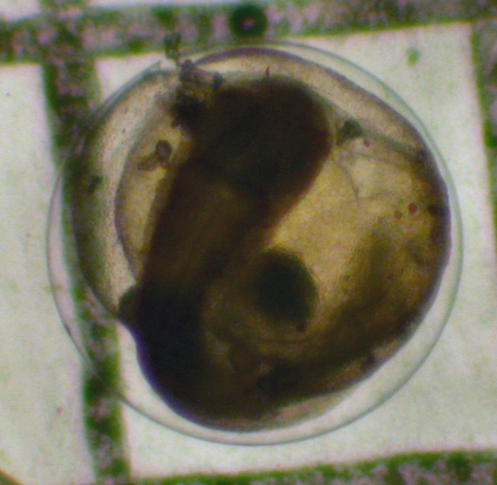 Merluccius productus Merluccius productus