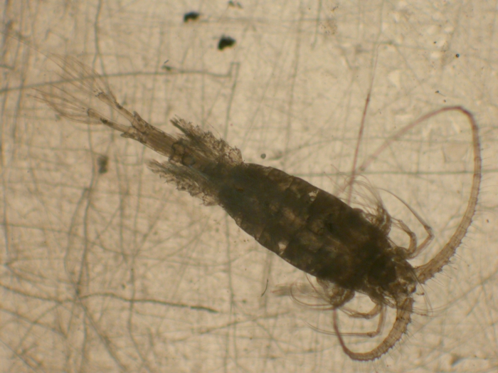 Metridia princeps