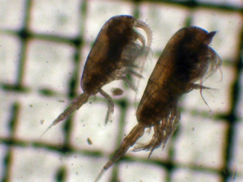 Metridia pseudopacifica and M. pacifica