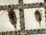 Microcalanus pygmaeus and M. pusillus