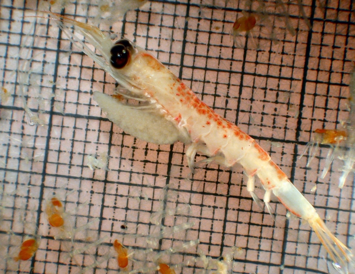 Nematoscelis difficilis