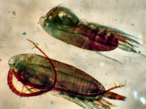 neocalanus flemingeri