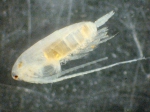 Neocalanus plumchrus