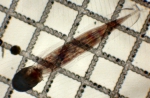 Oikopleura (Coecaria) longicauda