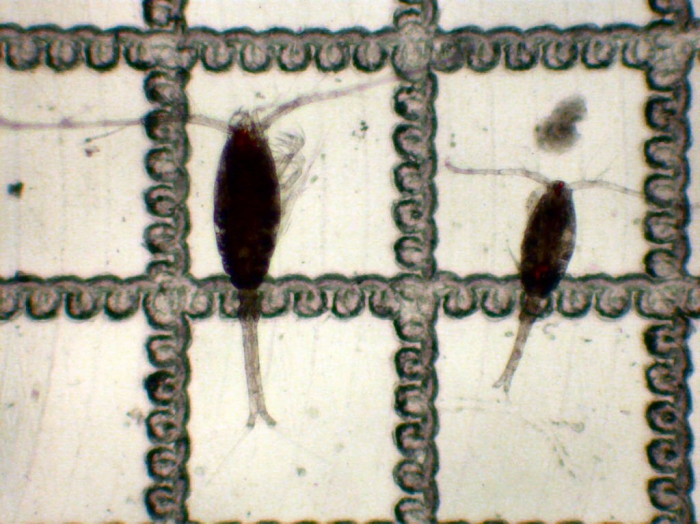 Oithona similis Oithona similis