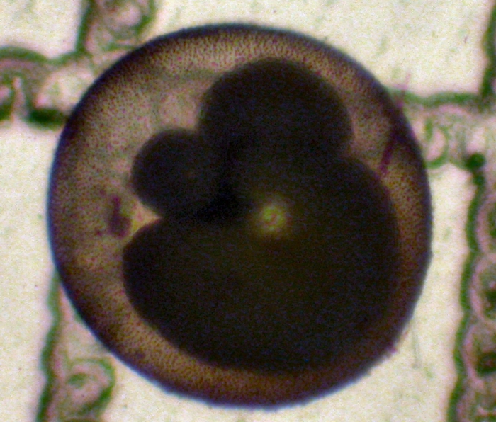 Orbulina universa Orbulina universa