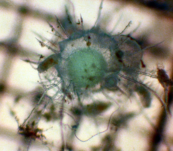 Phaeodarea Phaeodarea