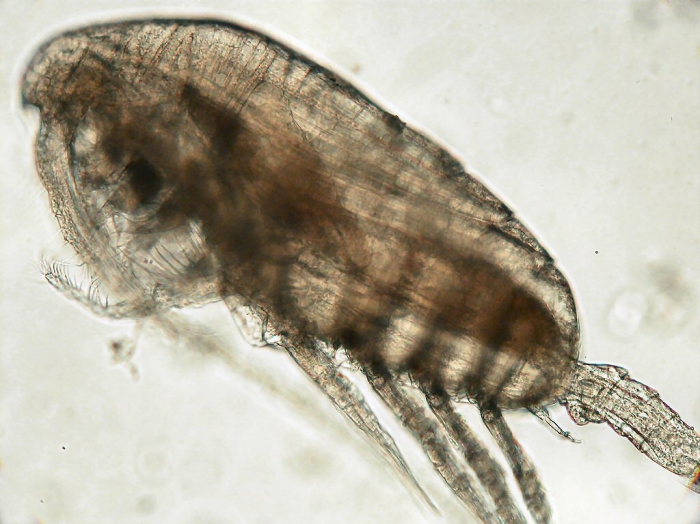 Paracalanus indicus Paracalanus indicus