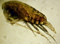 Crustacea (crustaceans)