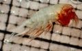 Crustacea (crustaceans)