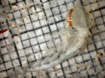Paraphronima gracilis