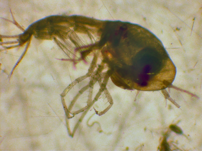 Phronimopsis spinifera