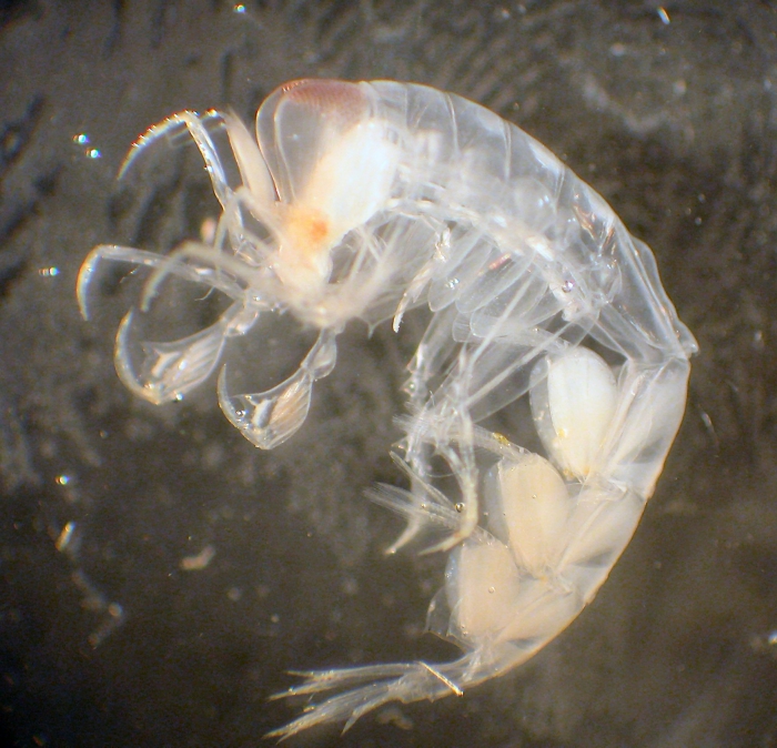 Phronima sedentaria Phronima sedentaria