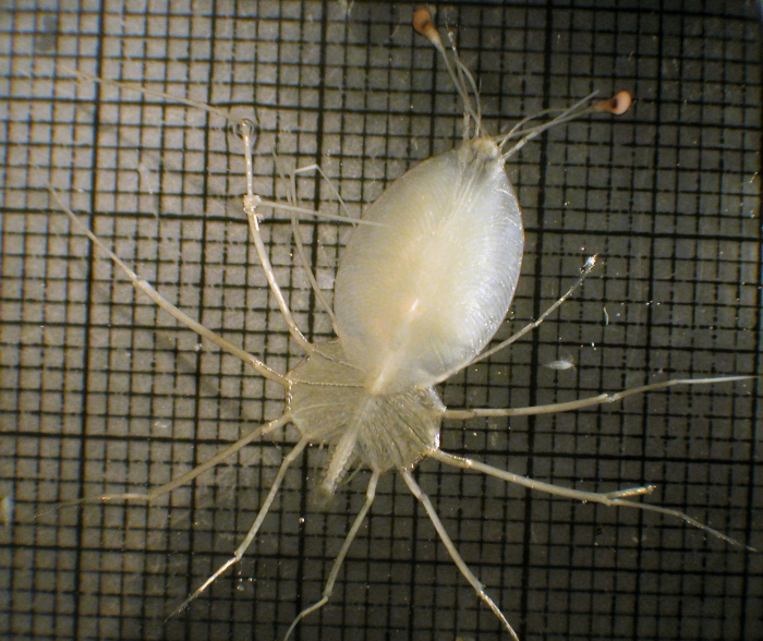Palinuridae Palinuridae