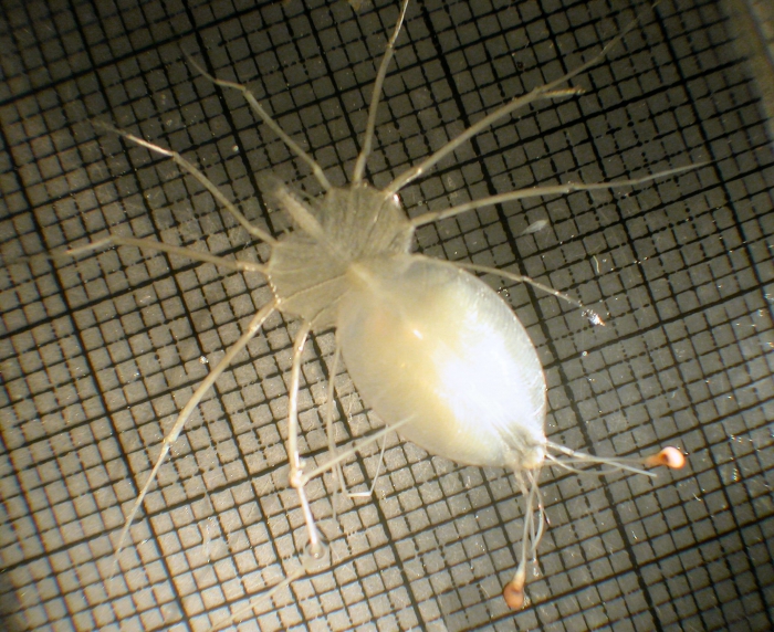 Palinuridae Palinuridae