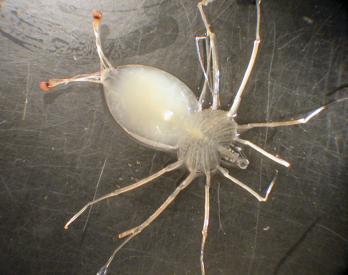 Palinuridae Palinuridae