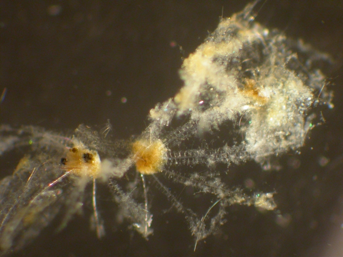 Phaeodarea Phaeodarea