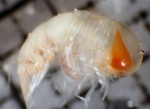 Platyscelidae