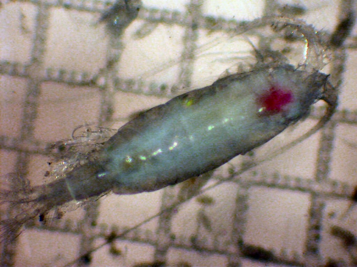 Pleuromamma xiphias