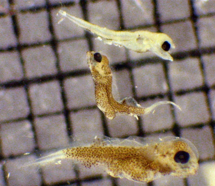 Lepidogobius and Pleuronichthys