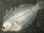 Psettichthys melanostictus