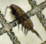 Copepoda