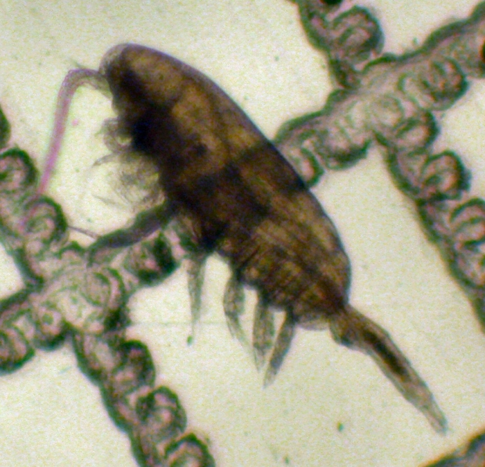 Pseudocalanus mimus