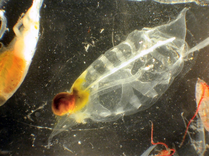 Salpa aspera Salpa aspera