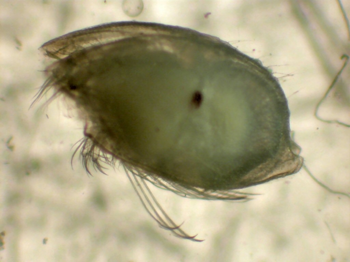 Scleroconcha trituberculata