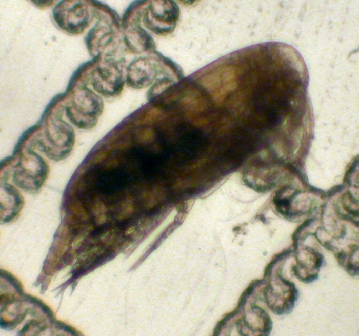 Scolecithricella minor