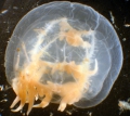 Hydrozoa (hydroids)