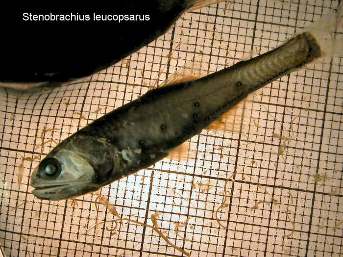 Stenobrachius leucopsarus Stenobrachius leucopsarus